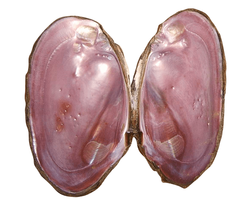 Australian Mother of Pearl Co. Pty Ltd